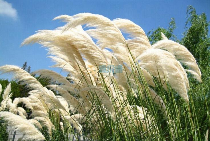 说文解字第263讲,说文解字第56课