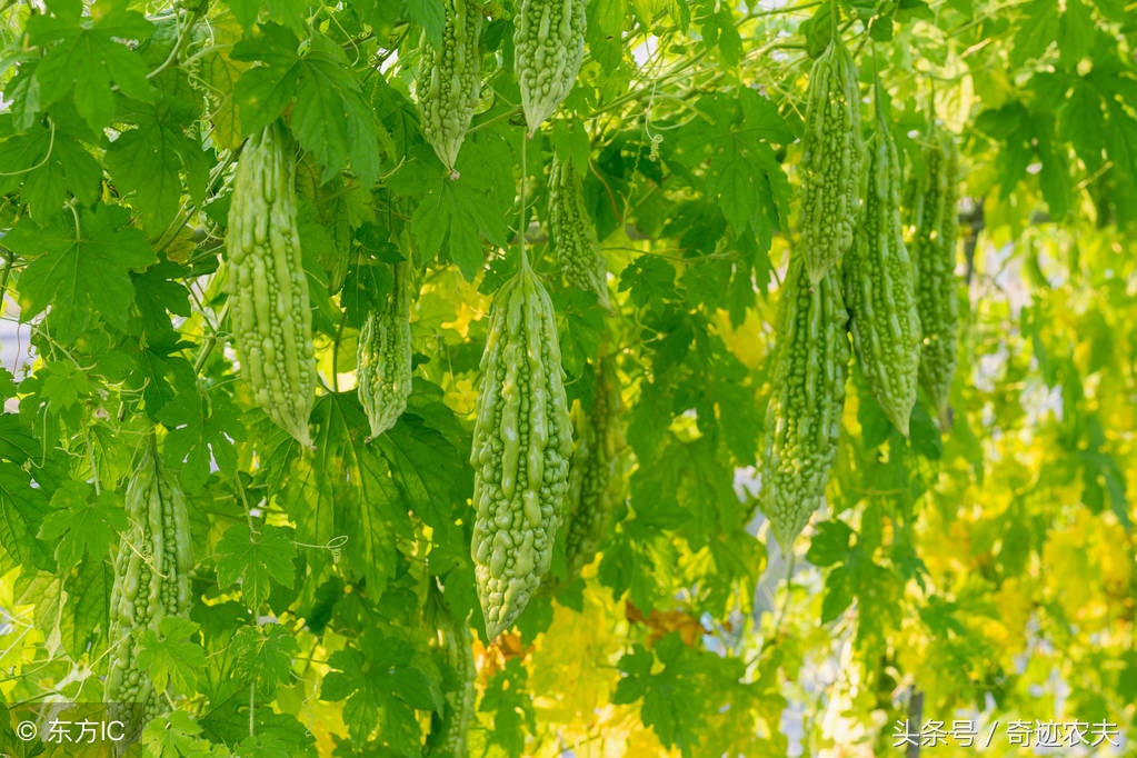 幸福的苦瓜图片,幸福的冬瓜虾仁汤