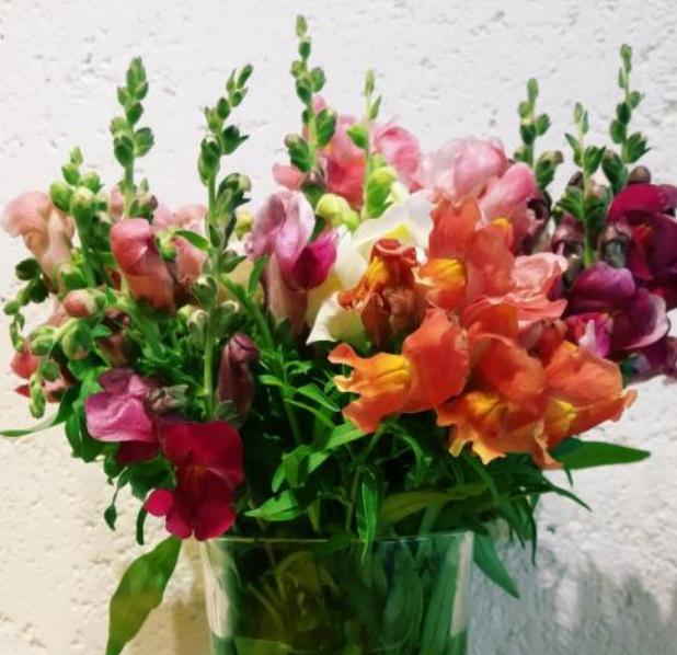 重瓣大花金鱼草的养殖方法,有关金鱼草的养殖方法和注意事项