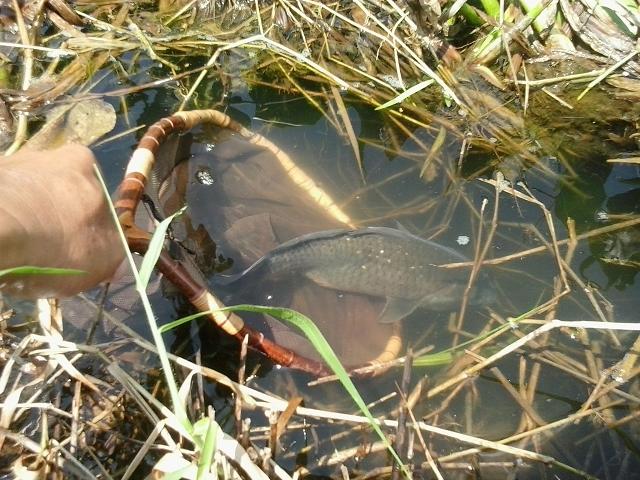 野生的鲫鱼很白正常吗,野生鲫鱼的最简单识别方法