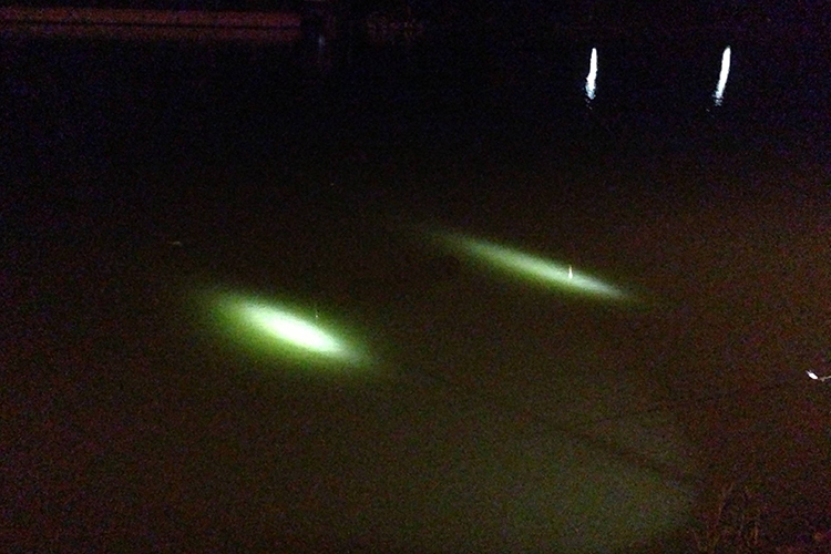 钓鱼避免小鱼闹窝的4个方法,晚上钓鱼为啥不闹小鱼