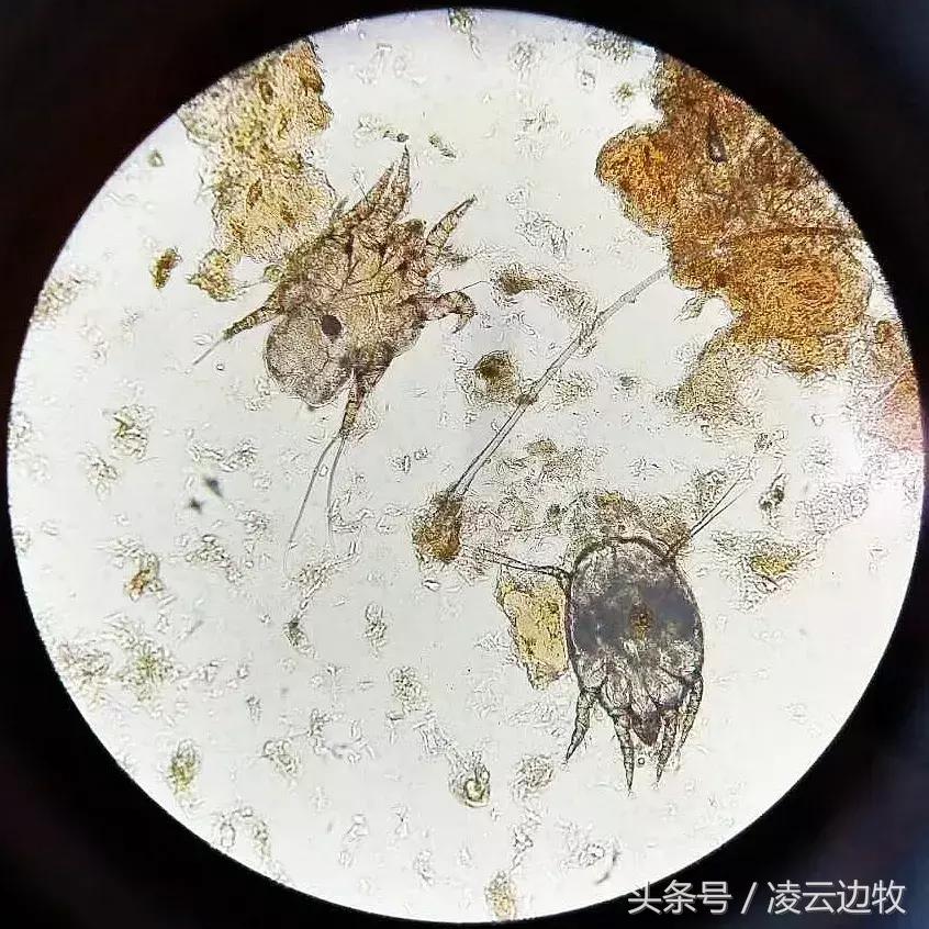 狗狗起红疹怎么办,狗狗红疹怎么治