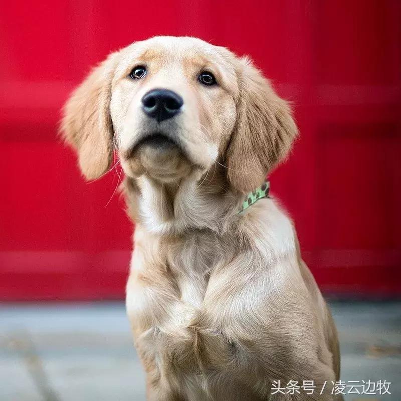 狗狗起红疹怎么办,狗狗红疹怎么治