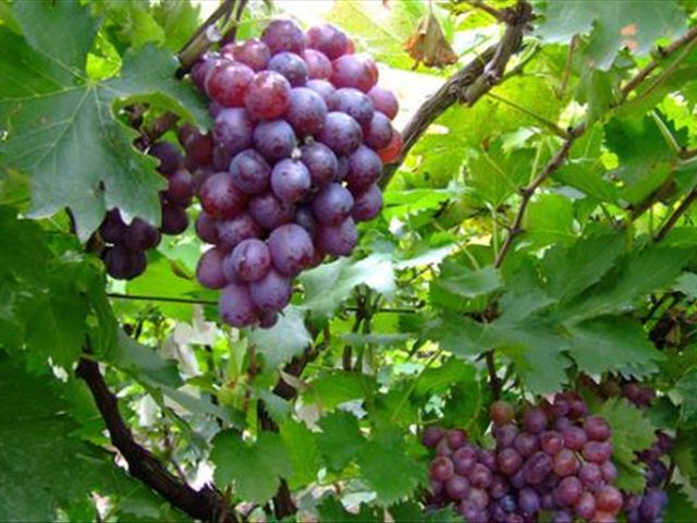 葡萄皮和葡萄籽吃了有什么好处,葡萄皮和籽有什么好处