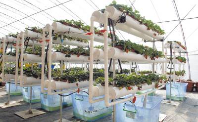 又到一年草莓种植季,你的草莓脱毒苗买好了吗,这6立体栽培方式有5大好处,值得你尝试