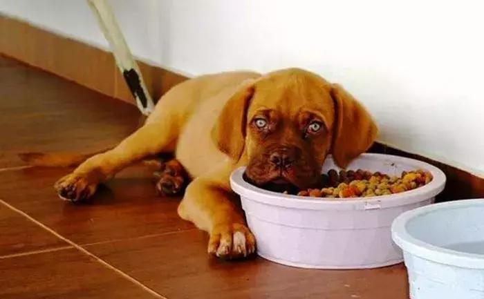 狗狗绝对不能吃到6种食物,狗狗十种不能吃食物