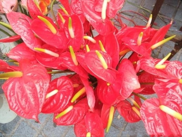 红掌怎样修剪才能长得更大,红掌怎样修剪才能长得更高