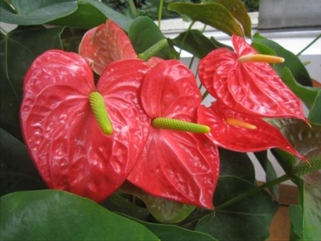 红掌怎样修剪才能长得更大,红掌怎样修剪才能长得更高