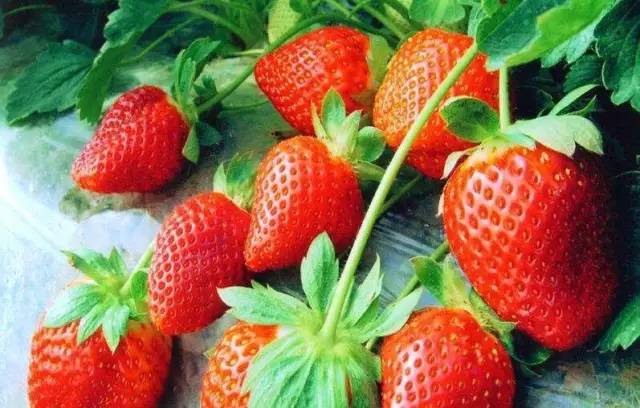 曝光6个适合农村人致富项目,农村特种种植致富项目有哪些