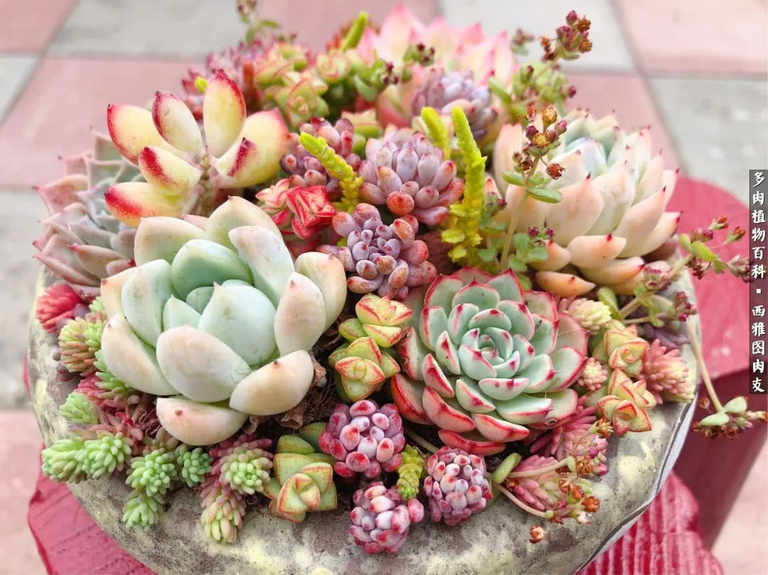 美国多肉,多肉西雅图