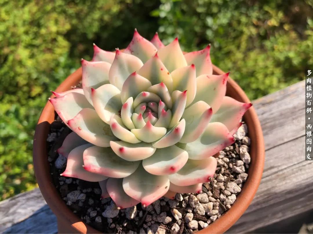 入坑几年的多肉新手,入坑多肉第一年景天科
