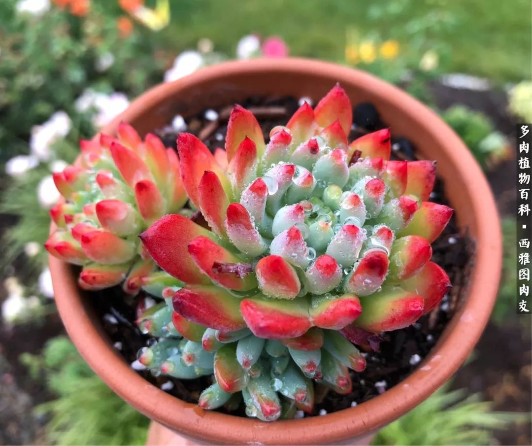 美国多肉,多肉西雅图