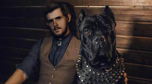 适合看家护院的大型猛犬,十大猛犬适合家养的猛犬