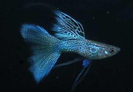 价格最贵的十大观赏鱼,常见热带观赏鱼及价格