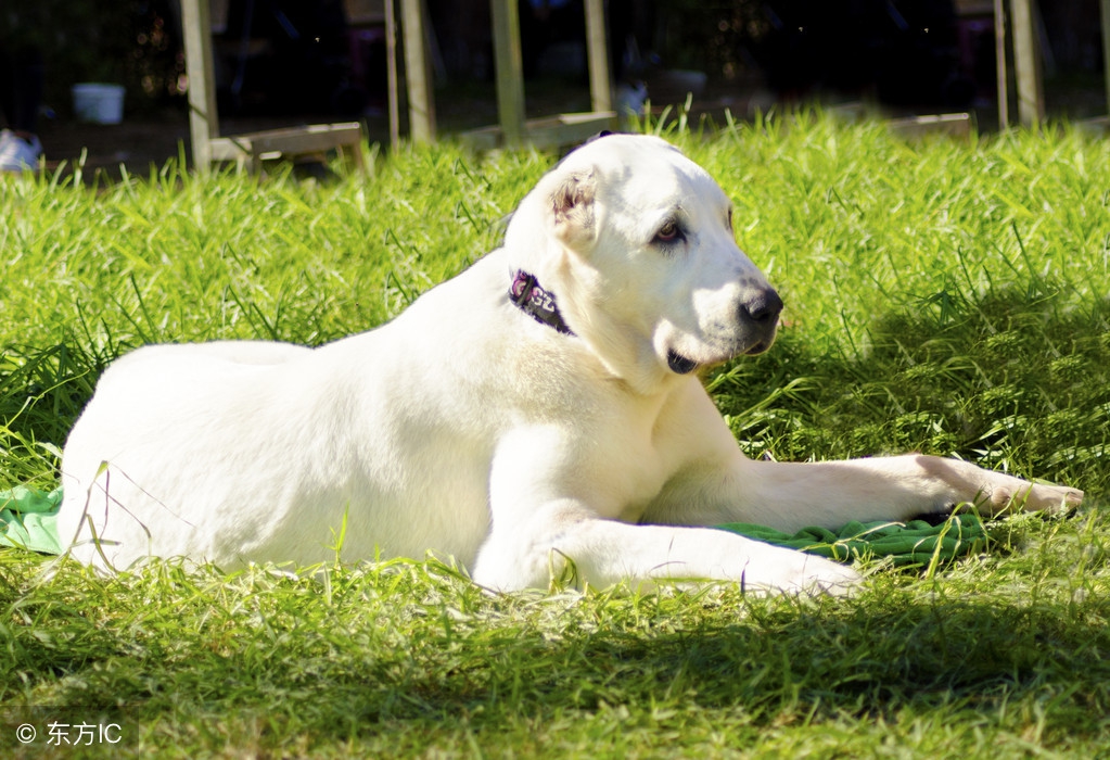 适合看家护院的大型猛犬,十大猛犬适合家养的猛犬