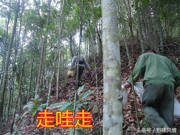 蜂箱旁诱捕马蜂的最佳方法,诱蜂洞如何引诱马蜂