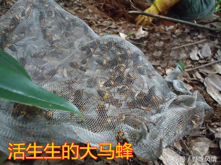 蜂箱旁诱捕马蜂的最佳方法,诱蜂洞如何引诱马蜂