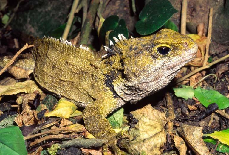 蛇蜥科昼伏夜出的肉食性爬行动物,爬行动物中美洲怪蜥习性