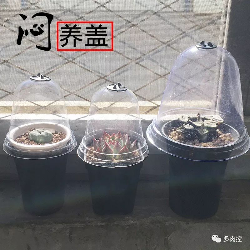 如何养好多多肉,怎么才能养好多肉盆栽