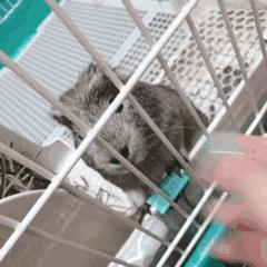 荷兰猪记性,荷兰猪为什么弹跳厉害呢