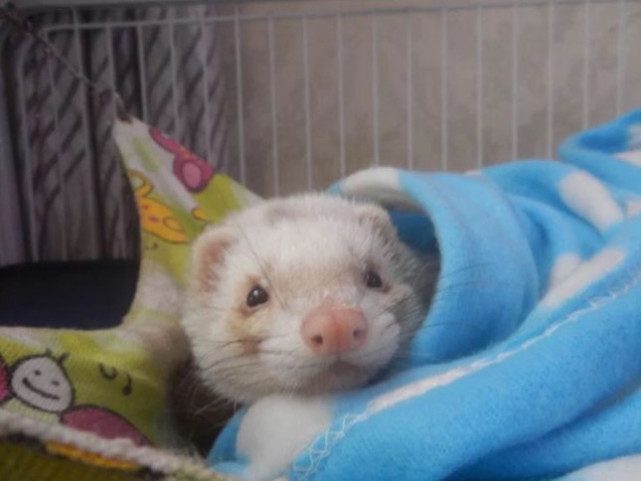 漂洋过海来看你的宠物新秀——雪貂