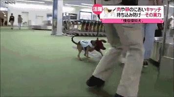 日本入境可以带方便面吗,到日本不能带什么