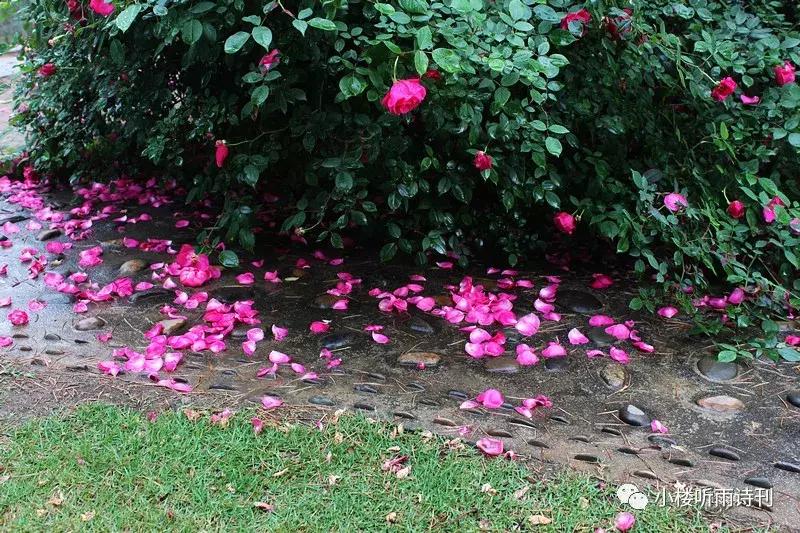 唐寅落花诗17首,唐寅落花诗三十首