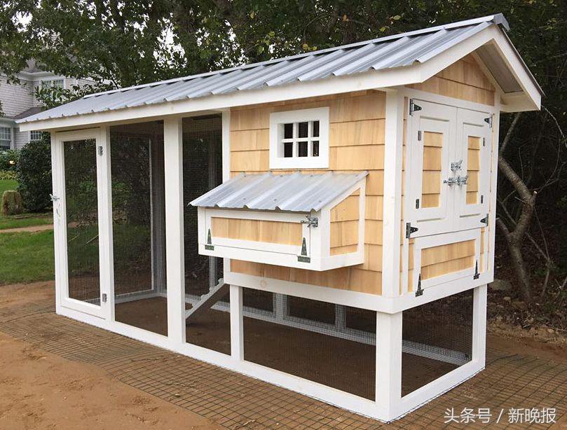 越来越多人养鸡当宠物，还有人卖鸡尿布发财了……