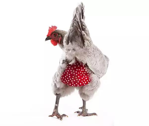 越来越多人养鸡当宠物，有人卖鸡尿布发财了……