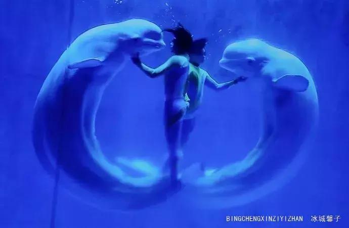 哈尔滨极地公园极地馆时间,哈尔滨极地公园和极地馆区别