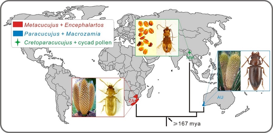铁树开花为啥要一千年,铁树开花臭味相投
