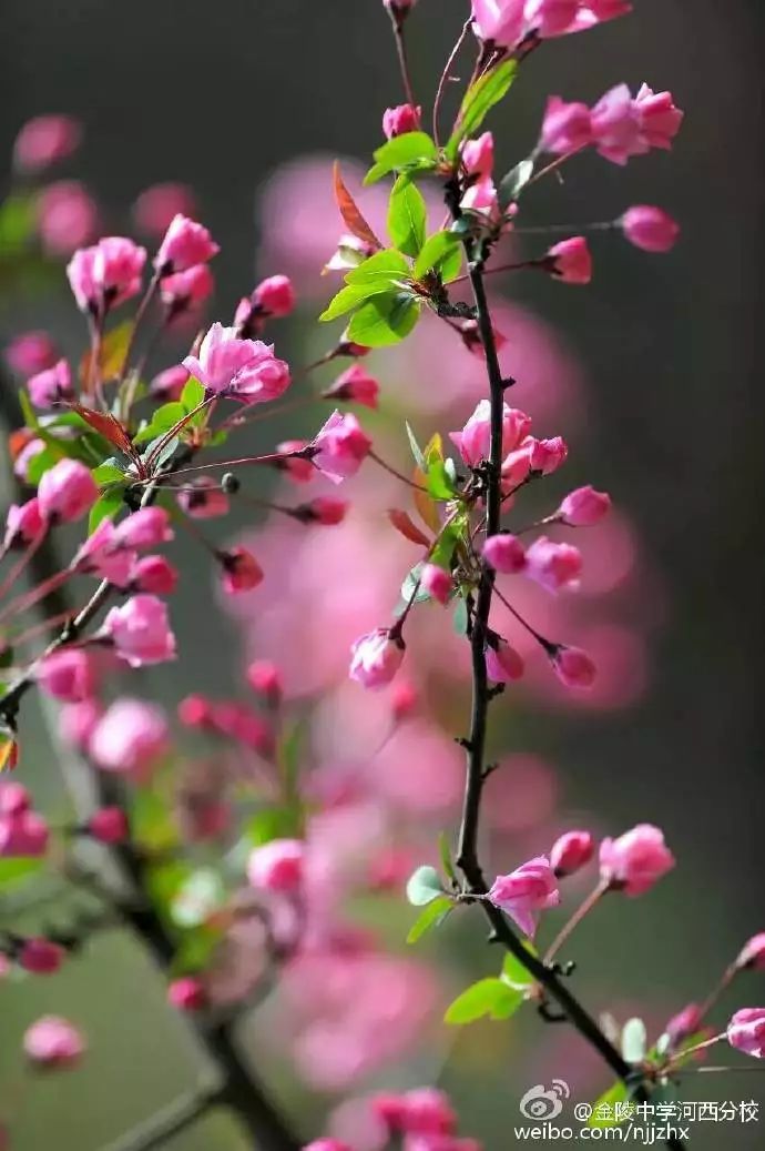 金陵中学河西分校和河西金陵中学,金陵中学河西分校是民办还是公办