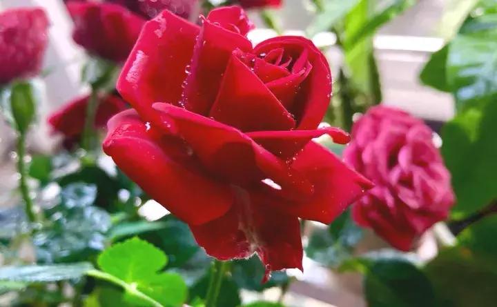 这些小东西不赶紧杀，一夜把花全啃成猪头，肠子都要悔青了！