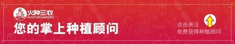 枣树枣疯病，尚无药可治！如何预防是关键！