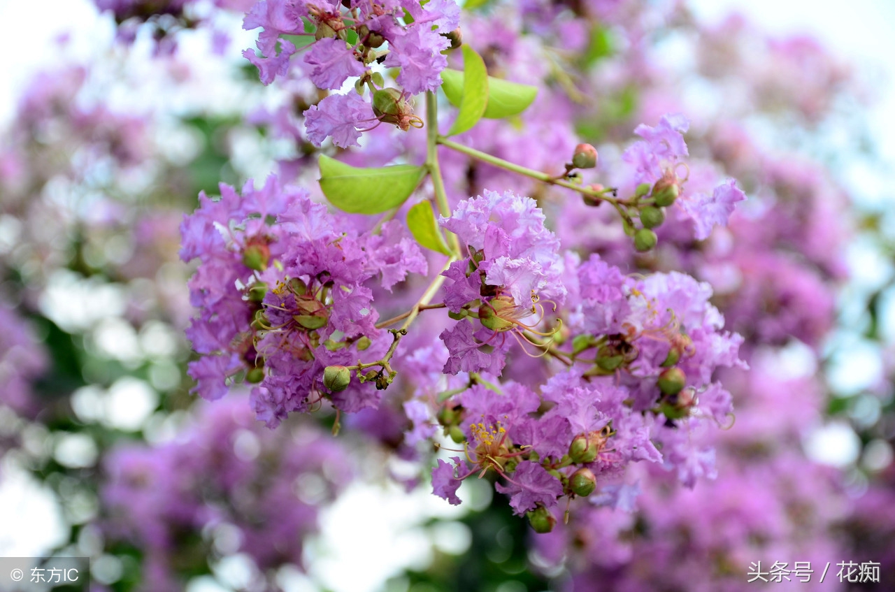 漂亮的紫薇花开了,紫薇哪个品种最好养