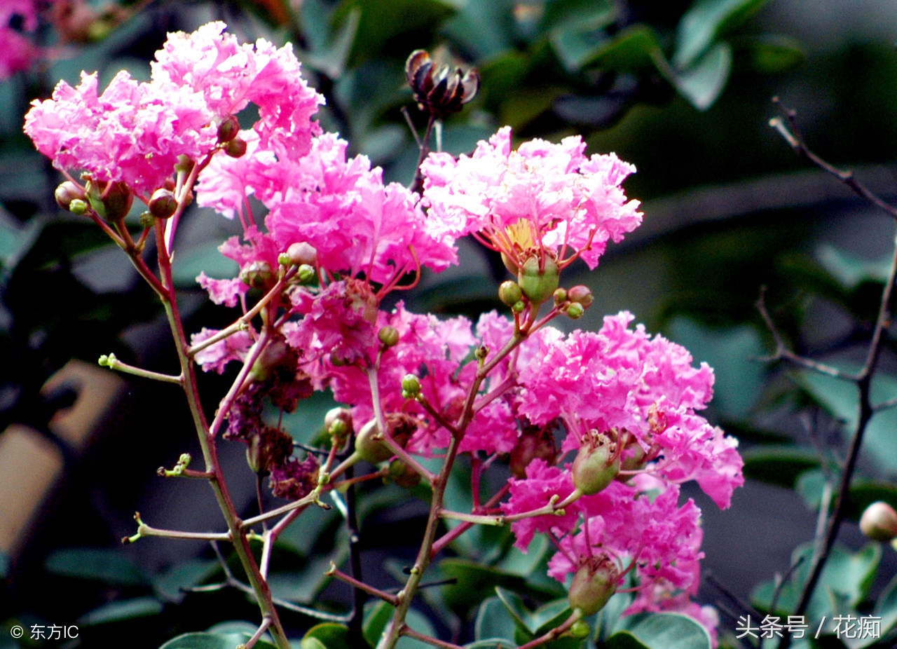 紫薇花树冬天,紫薇花北方能越冬吗