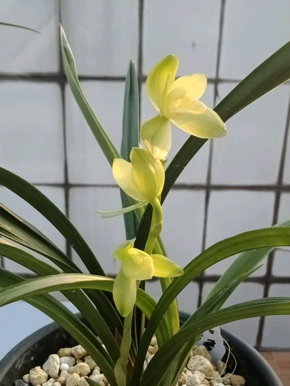 兰花防烂根最好方法,春季兰花烂根用什么药