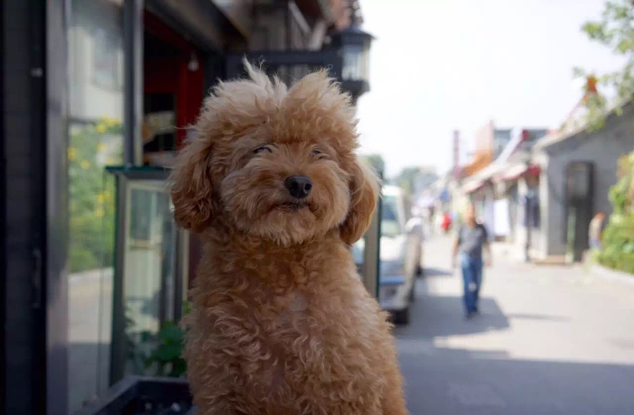 从100年前到现在,最文艺的北京胡同
