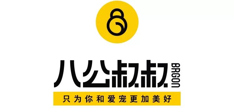 一只六个月的大金毛,大金毛是成精了吗竟然长这么大