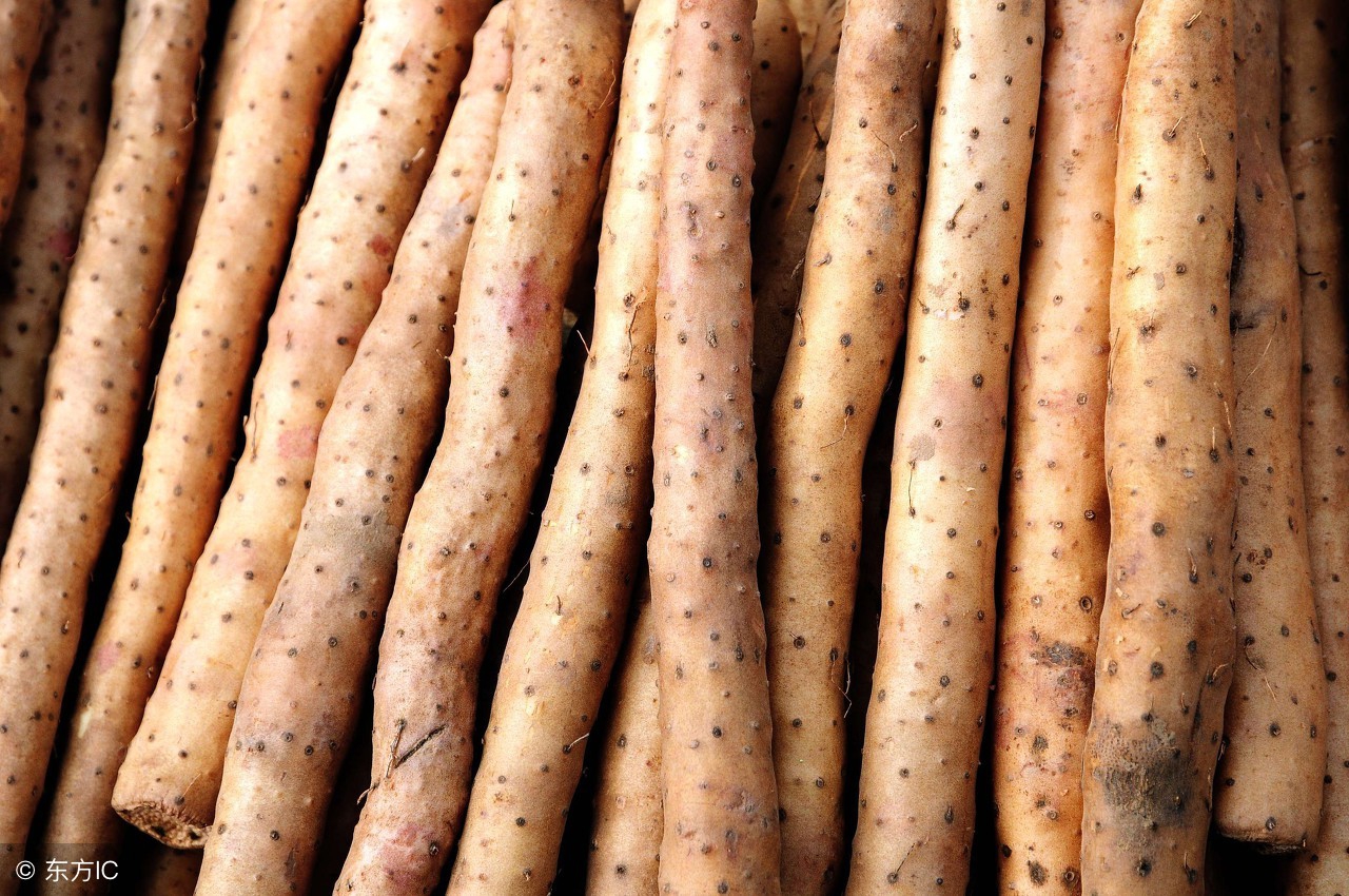 山药几月份打控旺药,每日学一味中药山药