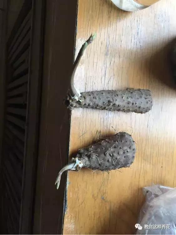 山药发芽全过程,山药发芽一根都不能吃吗