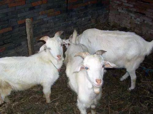 南通三农增产增收,海门三个高质量发展主题