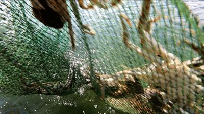 正宗阳澄湖大闸蟹到底长啥样,正宗阳澄湖大闸蟹到底什么样子