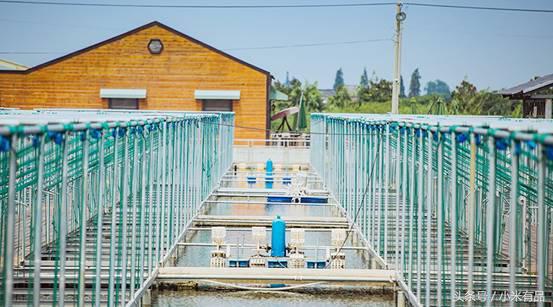 正宗阳澄湖大闸蟹到底长啥样,正宗阳澄湖大闸蟹到底什么样子