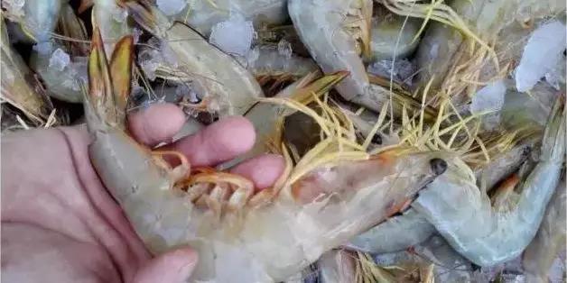 广东10大渔港 (广东各大渔港)