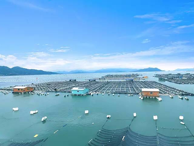 孕妇吃的红烧黄花鱼,孕妇吃的小黄花鱼做法