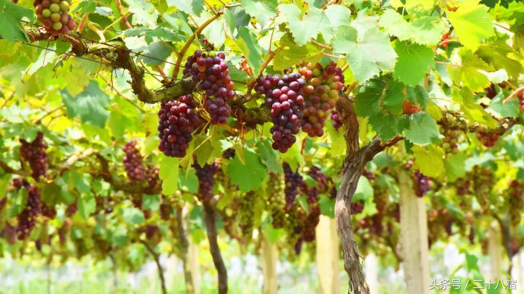 陈柏霖一个人的旅行,陈柏霖花少完整版视频