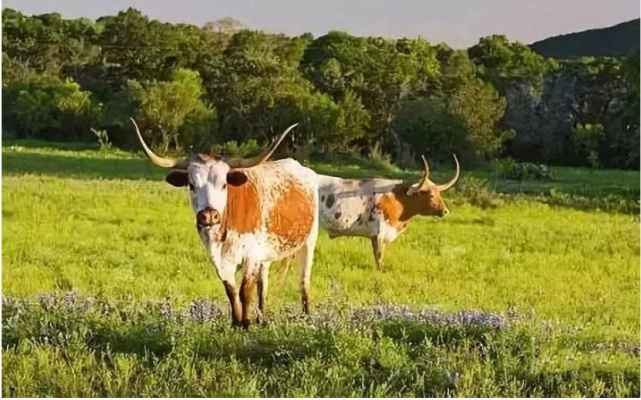 美国旅游最佳路线推荐,100天自驾游美国合集