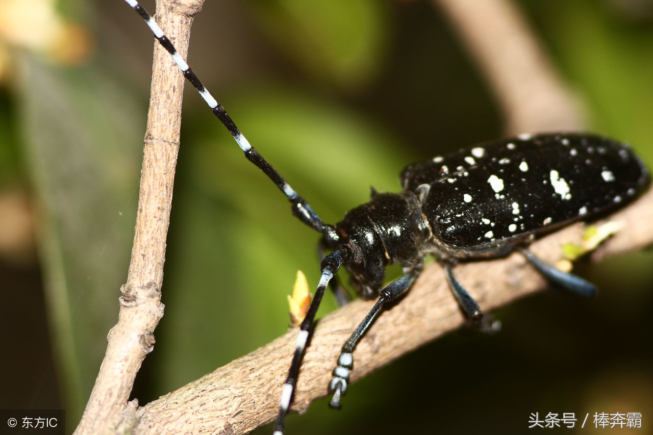森林里容易咬人的小虫子有哪些,国内常见会咬人的昆虫图片