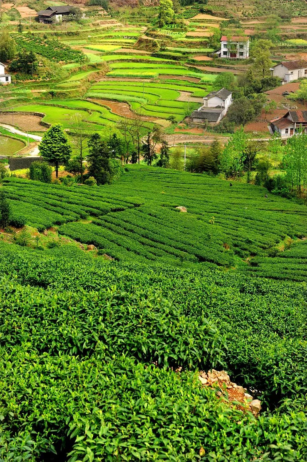 湖南千亿茶产业,湖南茶业产业发展现状